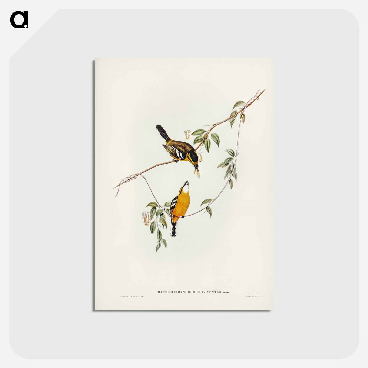 アートポストカード-Yellow-breasted Flycatcher
 - ジョン グールド Postcard.