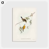 アートポストカード-Yellow-breasted Flycatcher
 - ジョン グールド Postcard.