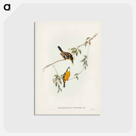 アートポストカード-Yellow-breasted Flycatcher
 - ジョン グールド Postcard.