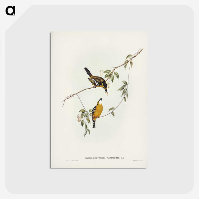 2-25_John-Gould_postcard