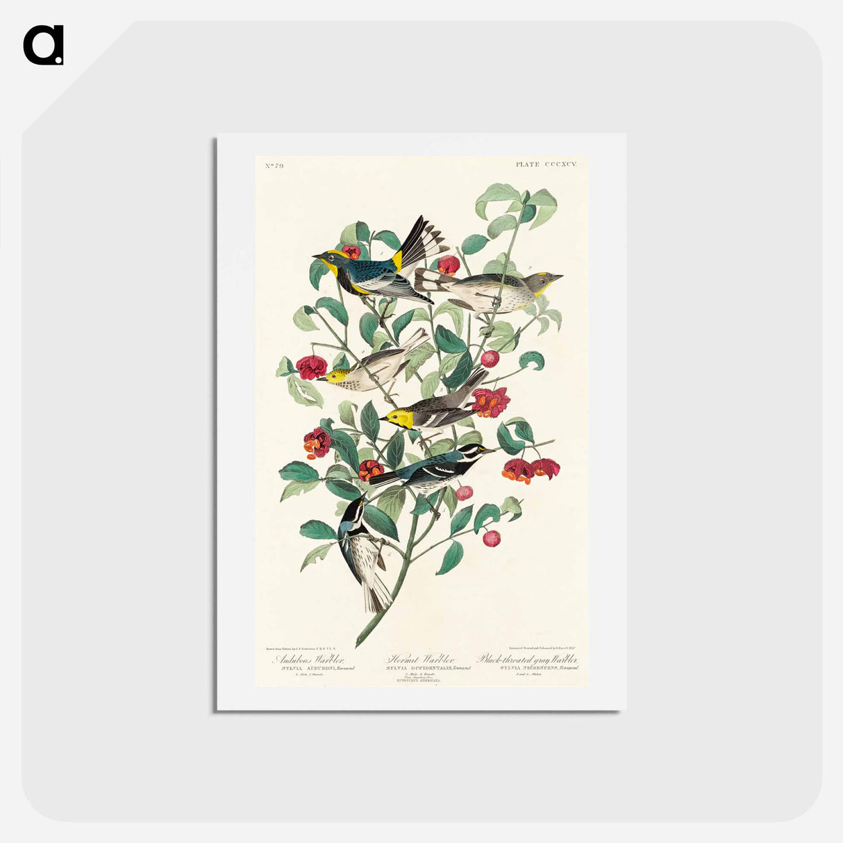 アートポストカード-Audubon's Warblers
 - ジョン ジェームス オーデュボン Postcard.