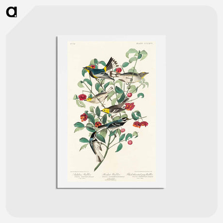 アートポストカード-Audubon's Warblers
 - ジョン ジェームス オーデュボン Postcard.