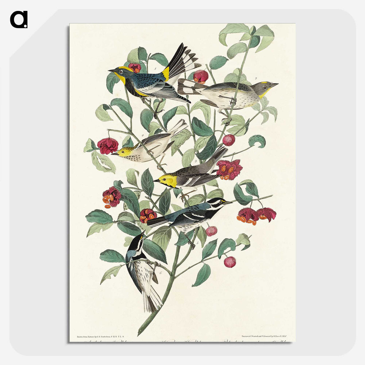 2-25_John-James-Audubon_picture-crop