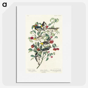 2-25_John-James-Audubon_picture