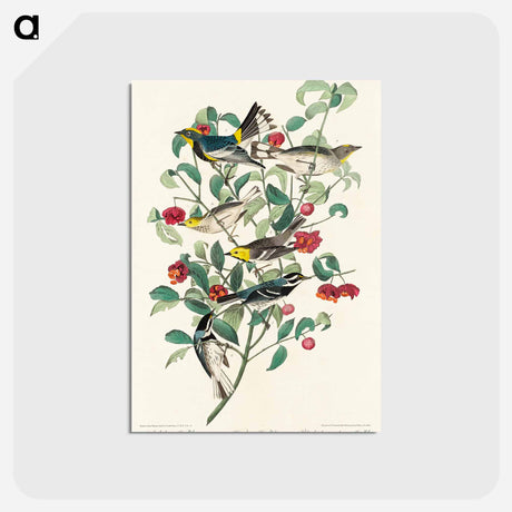 アートポストカード-Audubon's Warblers
 - ジョン ジェームス オーデュボン Postcard.