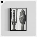 2-25_Karl-Blossfeldt_blk-crop