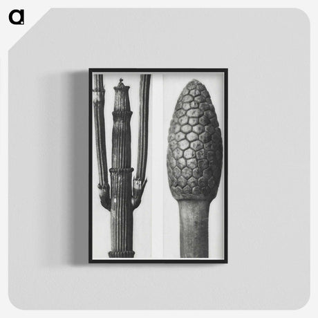 2-25_Karl-Blossfeldt_blk-crop
