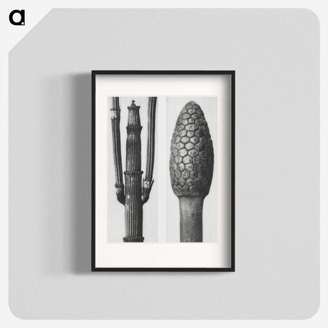2-25_Karl-Blossfeldt_blk