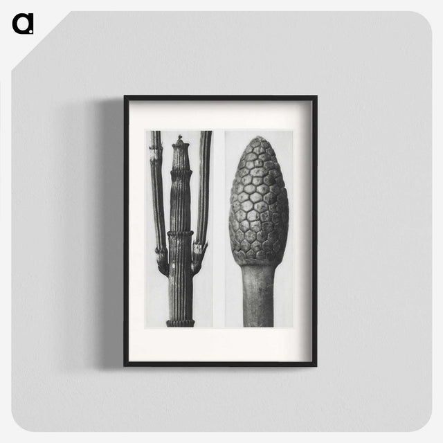 2-25_Karl-Blossfeldt_blk