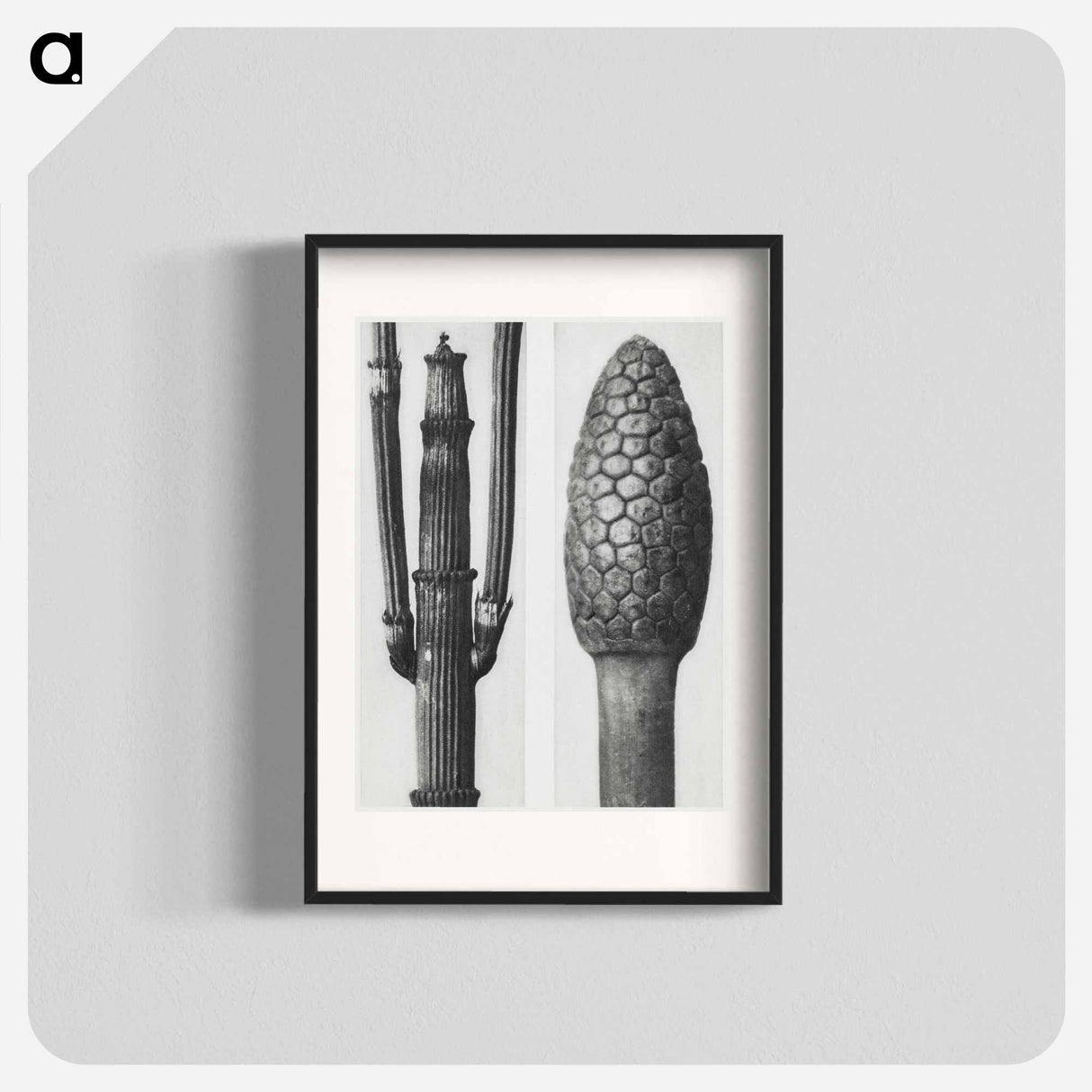 Equisetum Hiemale (Winter Horsetail) enlarged 8 times and Equisetum Arvense (Bottle–Brush or False Horsetail) enlarged 12 times from Urformen der Kunst by - カール ブロスフェルト Poster.