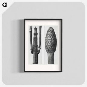 アートポスター-Equisetum Hiemale (Winter Horsetail) enlarged 8 times and Equisetum Arvense (Bottle–Brush or False Horsetail) enlarged 12 times from Urformen der Kunst by - カール ブロスフェルト Poster.