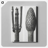 2-25_Karl-Blossfeldt_canvas