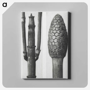 2-25_Karl-Blossfeldt_canvas