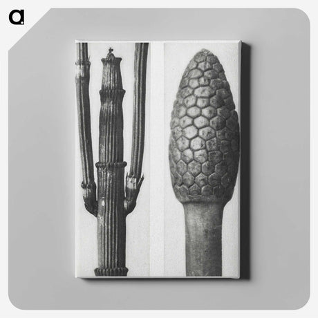 2-25_Karl-Blossfeldt_canvas