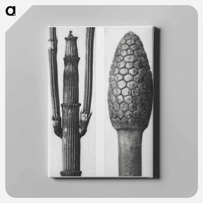 アートパネル-Equisetum Hiemale (Winter Horsetail) enlarged 8 times and Equisetum Arvense (Bottle–Brush or False Horsetail) enlarged 12 times from Urformen der Kunst by - カール ブロスフェルト Canvas.