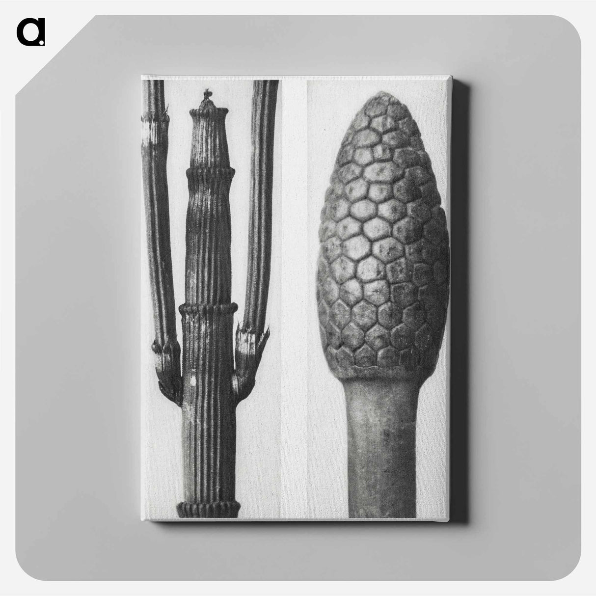アートパネル-Equisetum Hiemale (Winter Horsetail) enlarged 8 times and Equisetum Arvense (Bottle–Brush or False Horsetail) enlarged 12 times from Urformen der Kunst by - カール ブロスフェルト Canvas.