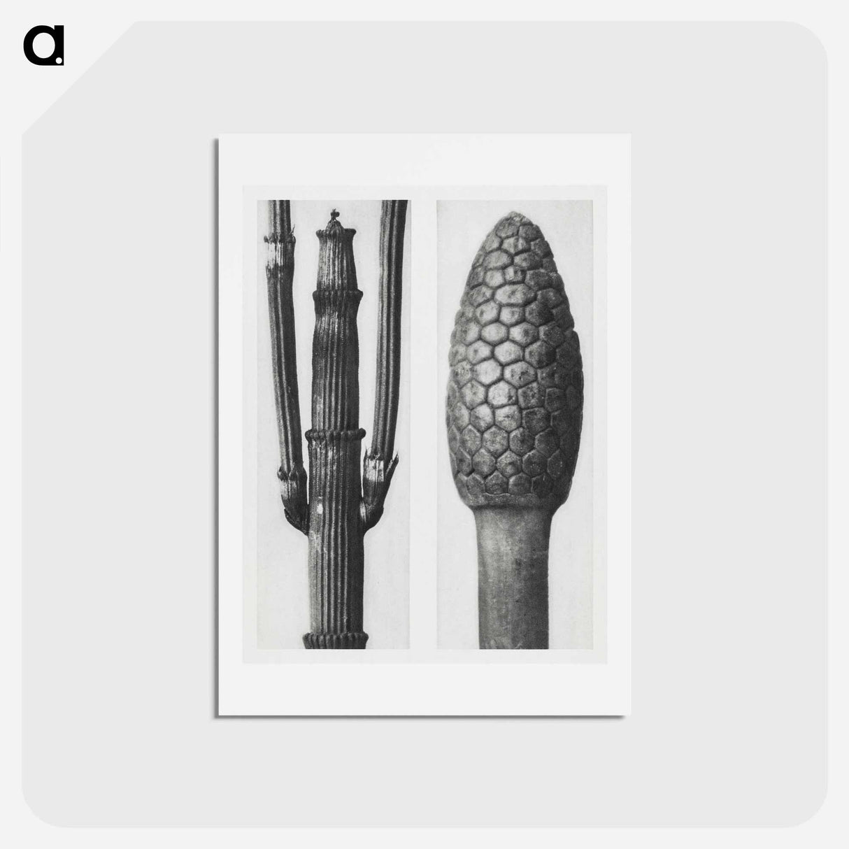 アートポストカード-Equisetum Hiemale (Winter Horsetail) enlarged 8 times and Equisetum Arvense (Bottle–Brush or False Horsetail) enlarged 12 times from Urformen der Kunst by - カール ブロスフェルト Postcard.