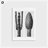 アートポストカード-Equisetum Hiemale (Winter Horsetail) enlarged 8 times and Equisetum Arvense (Bottle–Brush or False Horsetail) enlarged 12 times from Urformen der Kunst by - カール ブロスフェルト Postcard.