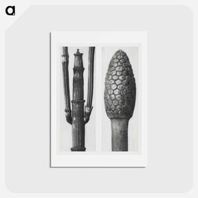 アートポストカード-Equisetum Hiemale (Winter Horsetail) enlarged 8 times and Equisetum Arvense (Bottle–Brush or False Horsetail) enlarged 12 times from Urformen der Kunst by - カール ブロスフェルト Postcard.