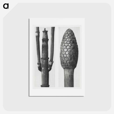 アートポストカード-Equisetum Hiemale (Winter Horsetail) enlarged 8 times and Equisetum Arvense (Bottle–Brush or False Horsetail) enlarged 12 times from Urformen der Kunst by - カール ブロスフェルト Postcard.
