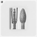 2-25_Karl-Blossfeldt_memo