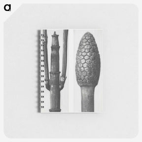 2-25_Karl-Blossfeldt_memo