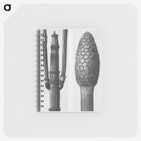 2-25_Karl-Blossfeldt_memo