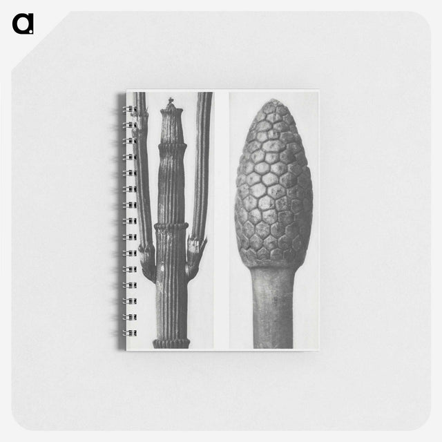 2-25_Karl-Blossfeldt_memo