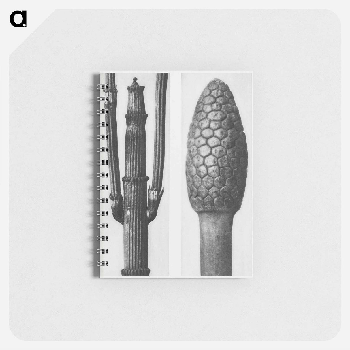 Equisetum Hiemale (Winter Horsetail) enlarged 8 times and Equisetum Arvense (Bottle–Brush or False Horsetail) enlarged 12 times from Urformen der Kunst by - カール ブロスフェルト Memo.