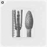 Equisetum Hiemale (Winter Horsetail) enlarged 8 times and Equisetum Arvense (Bottle–Brush or False Horsetail) enlarged 12 times from Urformen der Kunst by - カール ブロスフェルト Memo.