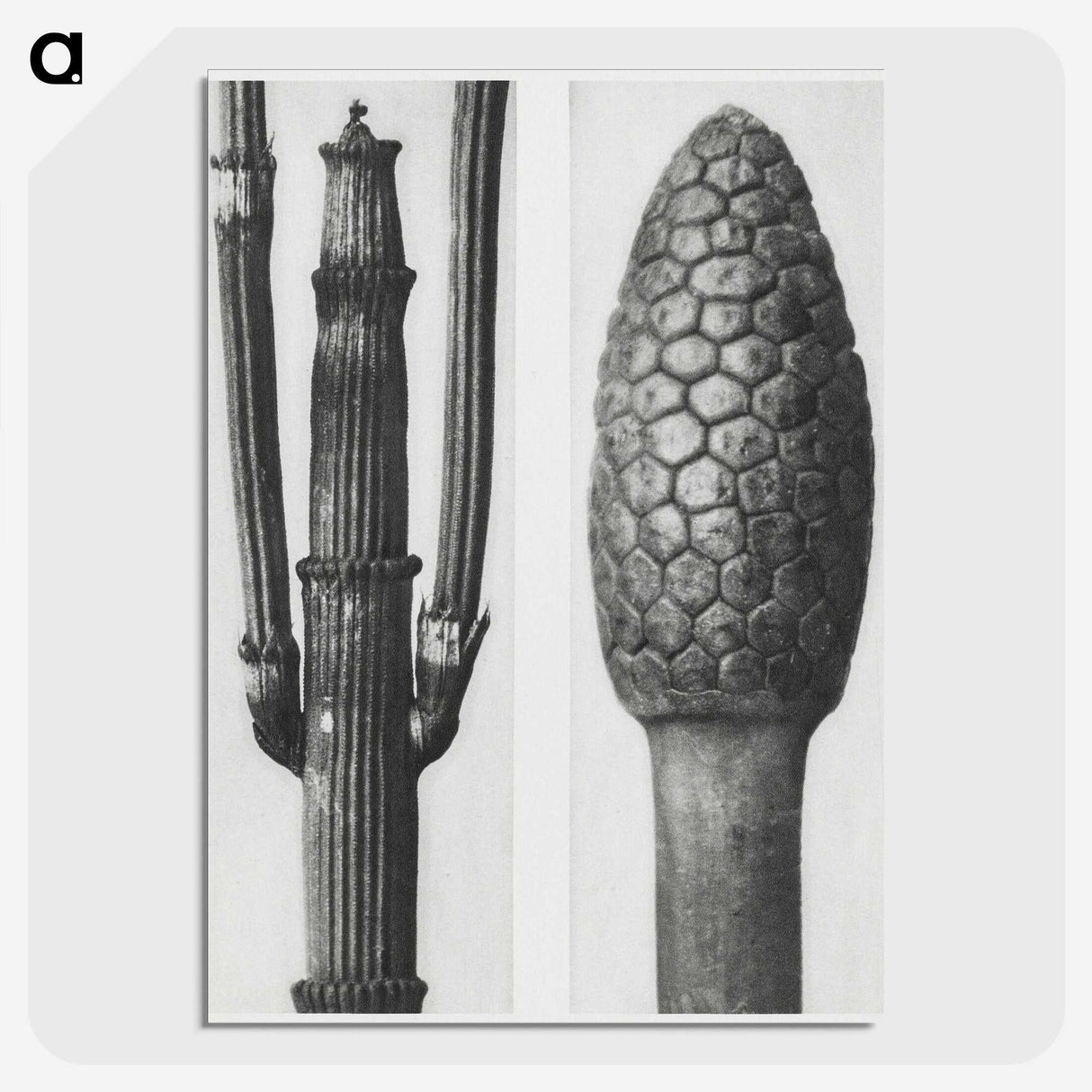 2-25_Karl-Blossfeldt_picture-crop