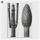 2-25_Karl-Blossfeldt_picture-crop