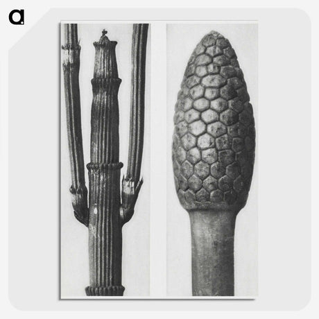 2-25_Karl-Blossfeldt_picture-crop