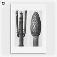 2-25_Karl-Blossfeldt_picture
