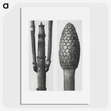 2-25_Karl-Blossfeldt_picture
