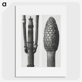 2-25_Karl-Blossfeldt_picture