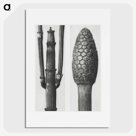 2-25_Karl-Blossfeldt_picture