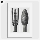 Equisetum Hiemale (Winter Horsetail) enlarged 8 times and Equisetum Arvense (Bottle–Brush or False Horsetail) enlarged 12 times from Urformen der Kunst by - カール ブロスフェルト Poster.