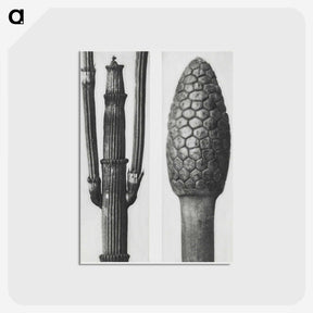 2-25_Karl-Blossfeldt_postcard