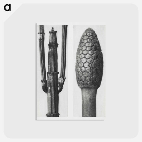 アートポストカード-Equisetum Hiemale (Winter Horsetail) enlarged 8 times and Equisetum Arvense (Bottle–Brush or False Horsetail) enlarged 12 times from Urformen der Kunst by - カール ブロスフェルト Postcard.
