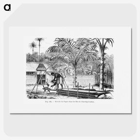 2-25_Les-Palmiers-Histoire-Iconographique_picture