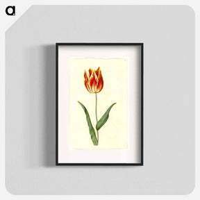 アートポスター-Tulipa Gesneriana
 - マリア ジビーラ メーリアン Poster.