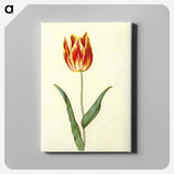 2-25_Maria-Sibylla-Merian_canvas