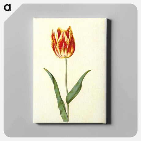 アートパネル-Tulipa Gesneriana
 - マリア ジビーラ メーリアン Canvas.