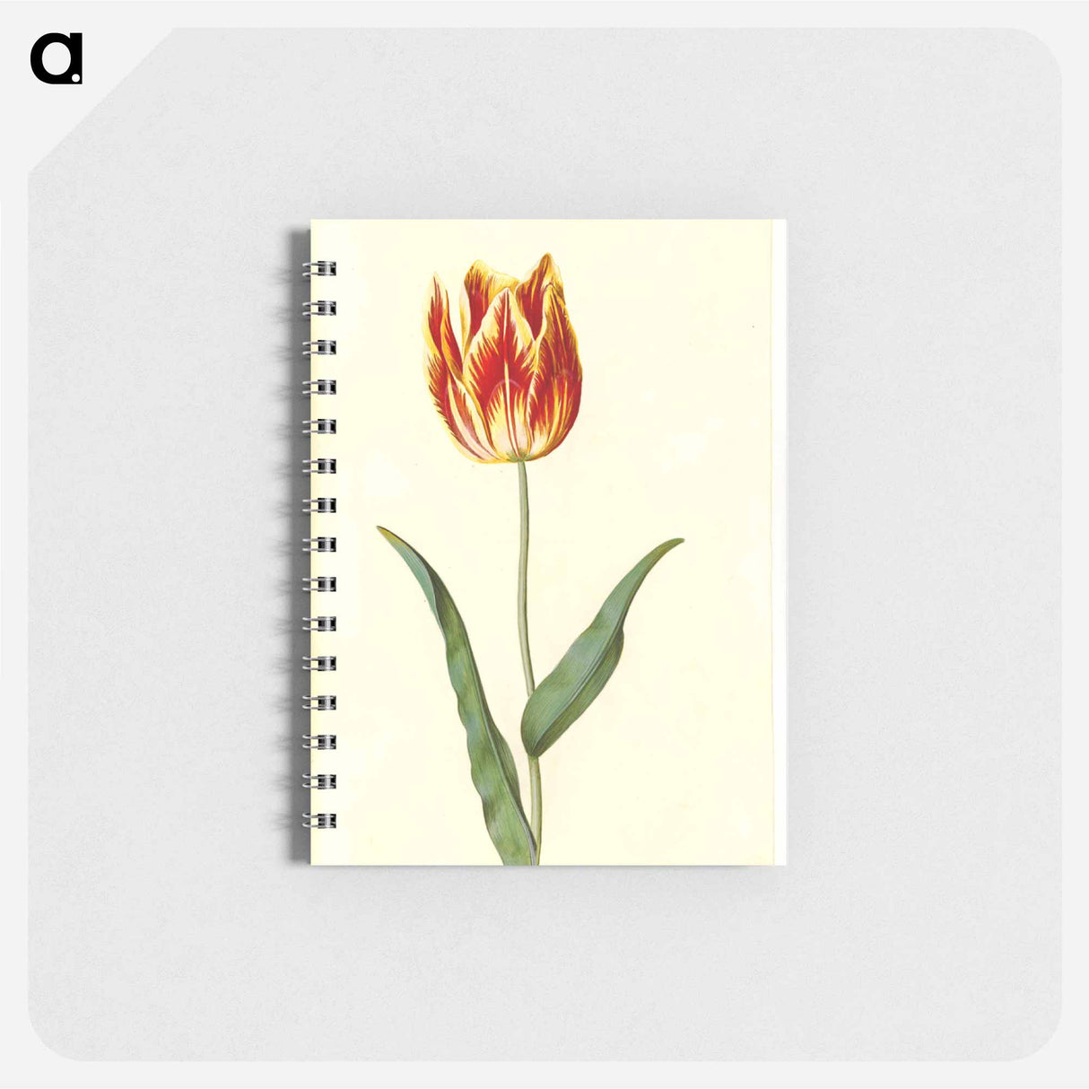 アートメモ帳-Tulipa Gesneriana
 - マリア ジビーラ メーリアン Memo.