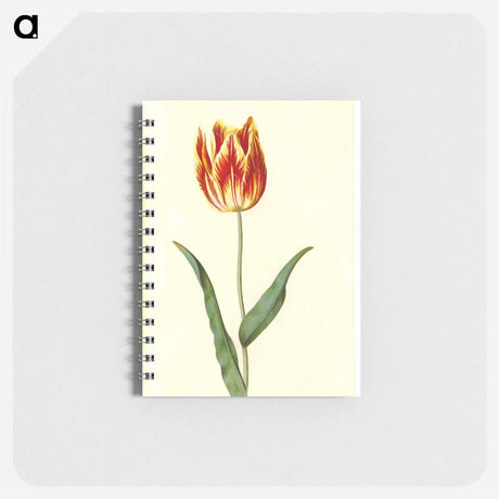 アートメモ帳-Tulipa Gesneriana
 - マリア ジビーラ メーリアン Memo.