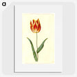 2-25_Maria-Sibylla-Merian_picture