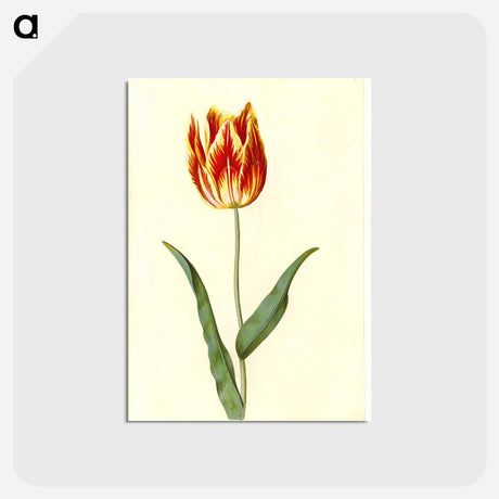 アートポストカード-Tulipa Gesneriana
 - マリア ジビーラ メーリアン Postcard.