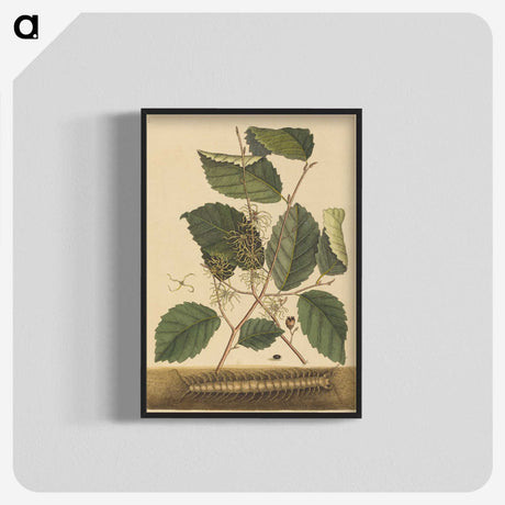 2-25_Mark-Catesby_blk-crop
