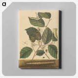 2-25_Mark-Catesby_canvas